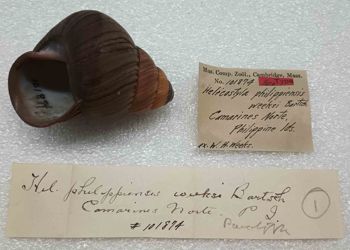 Media type: image; Malacology 101874 Description: An image of specimen MCZ:Mala:101874 and its labels.;